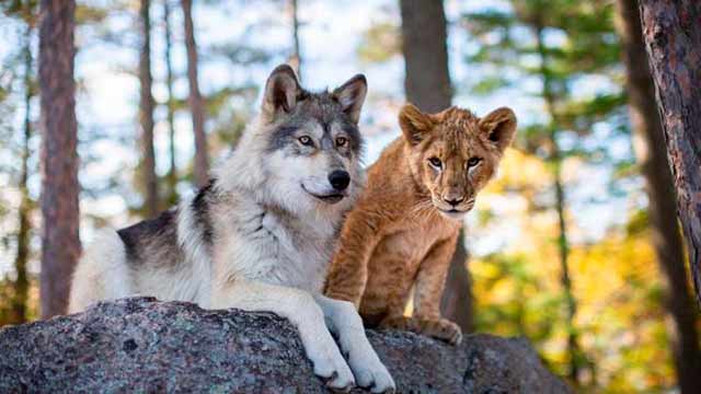 El Lobo y el León ★★★